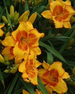 Hemerocallis 'Prince of Orange'
